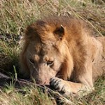 Eating male lion