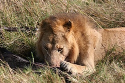 Eating male lion