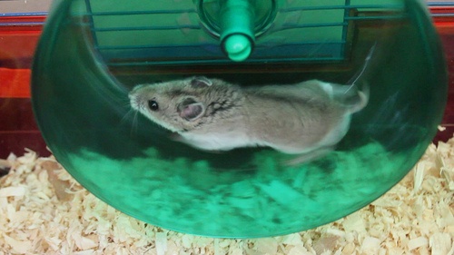 Zippity the Hamster Exercising in His Wheel